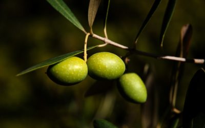 Retraso en la maduración de la aceituna