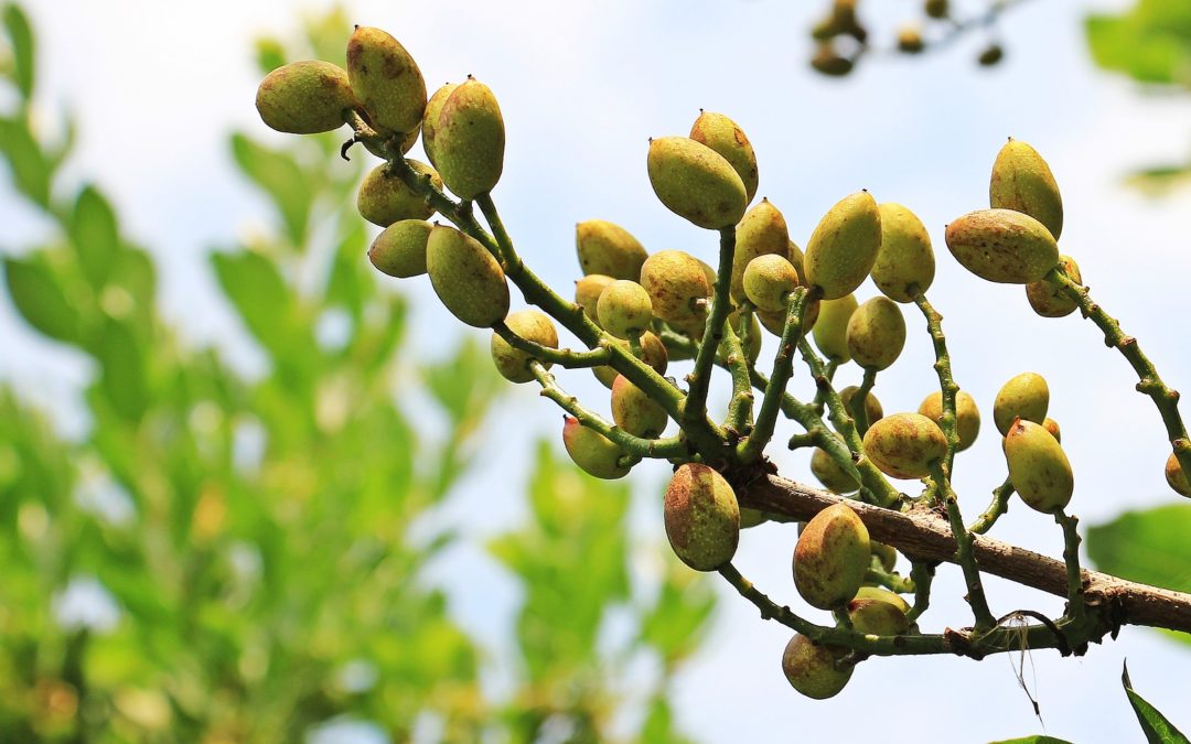 El pistacho, un cultivo que promete