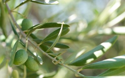 Beneficios clave del análisis foliar en el olivar